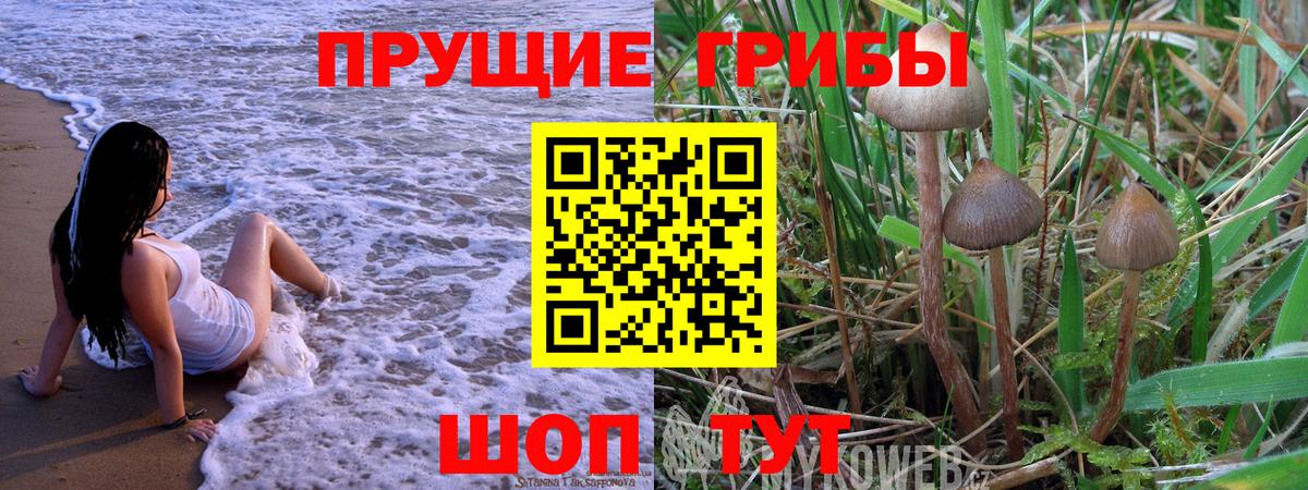 купить наркоту  Вход с VPN  Ахтубинск  Галлюциногенные грибы Cubensis 